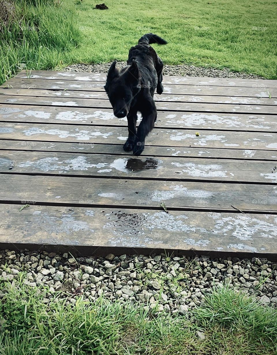 Dog running over a wooden bridge