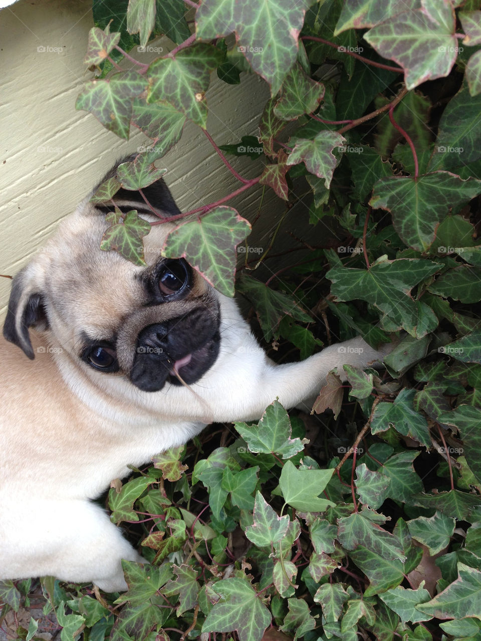 Pug gardening