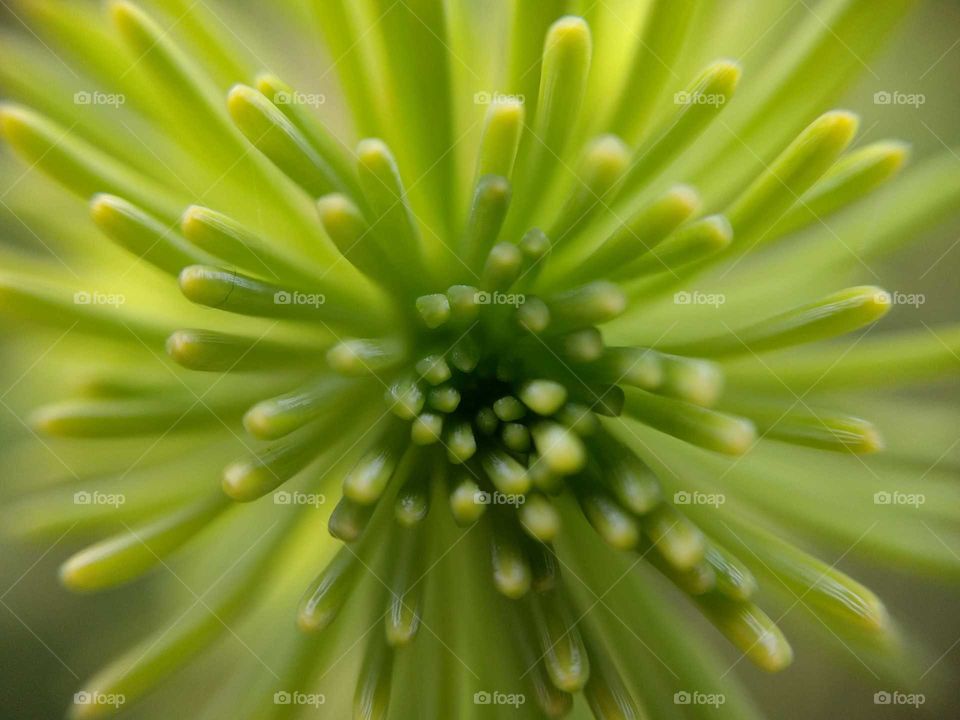 green needles close-up