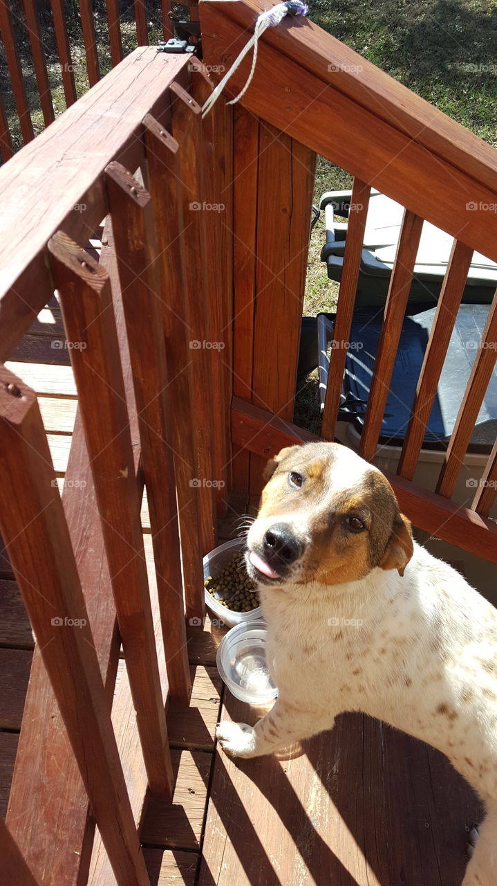 To love a stray ❤👏