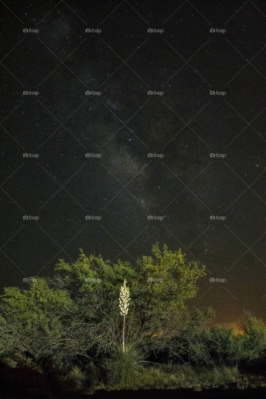 Milky Way. The Milky Way stretches over a yucca on a beautiful night