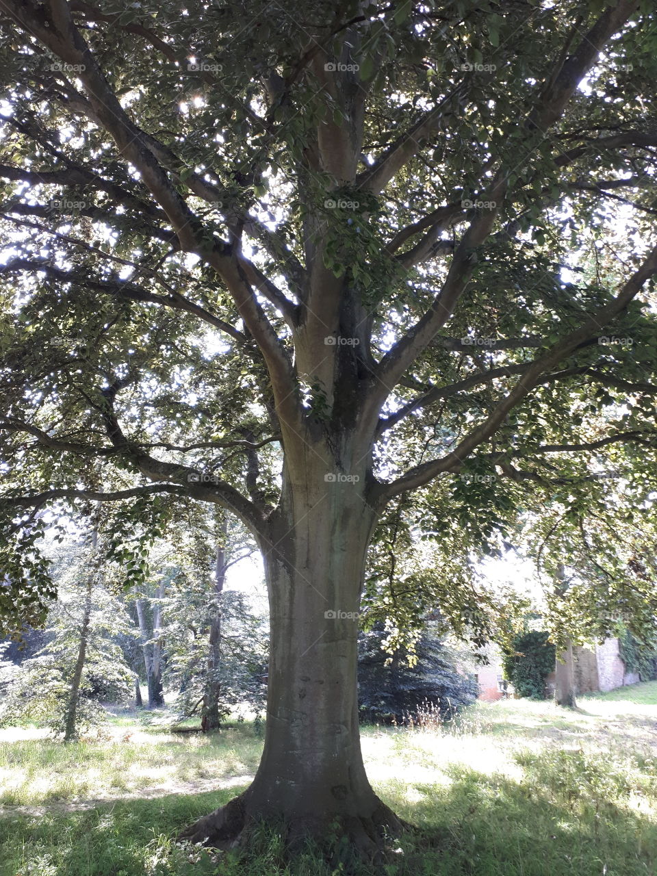 Tree In Summer