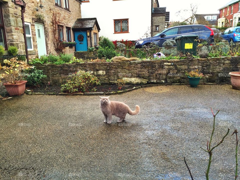 Cat outside a house 