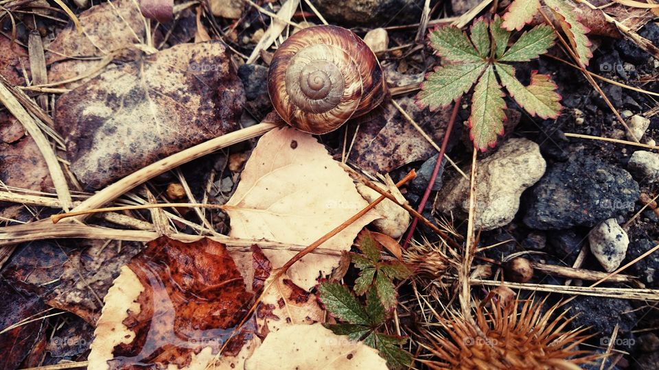 Snail after rain