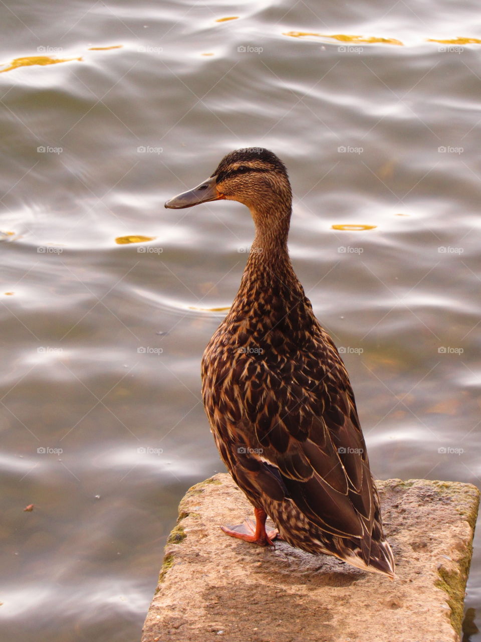 morher duck