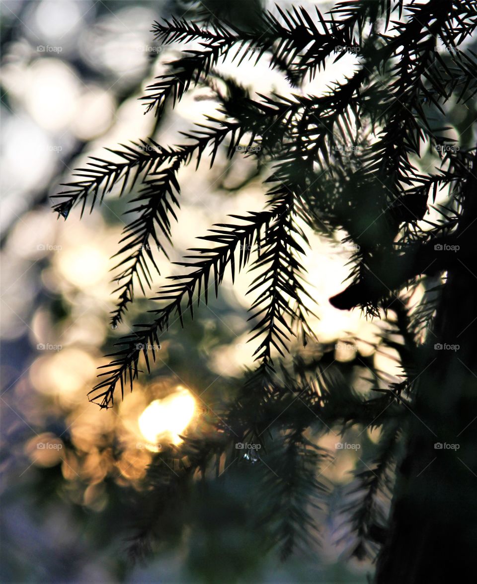 morning sun through evergreen tree