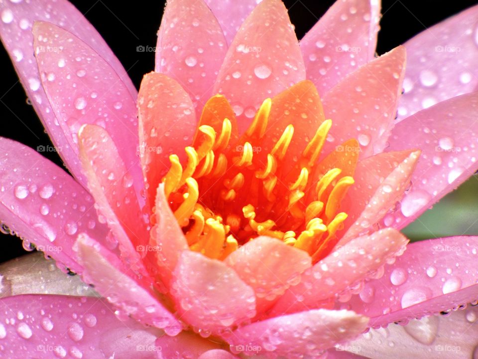Beautiful pond lily after the rain in Indiana 