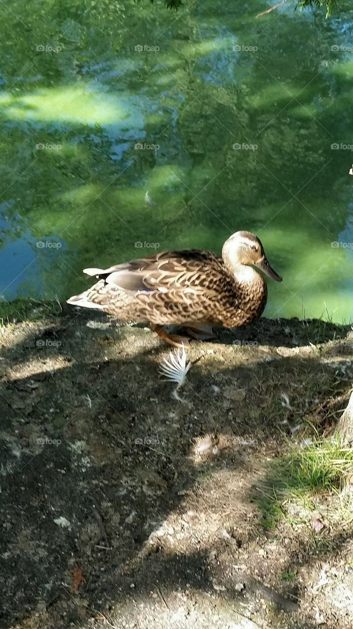 Duck resting by the water