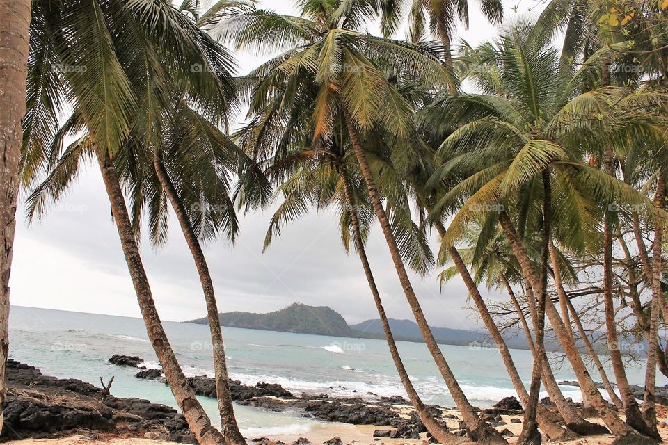 Palm tree, Ilheu das Rolas, beach Pestana Equador Africa