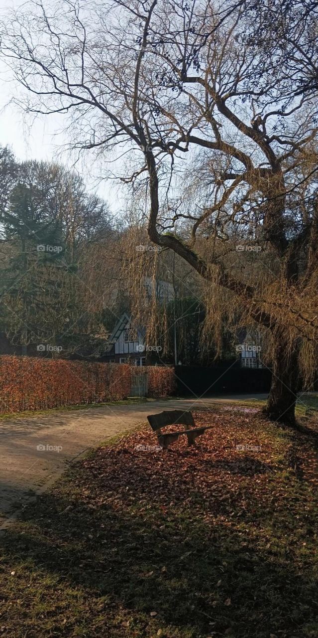 A cozy place, a bench by a tree, a small cute house in the background, everything is illuminated by a soft, pleasant light