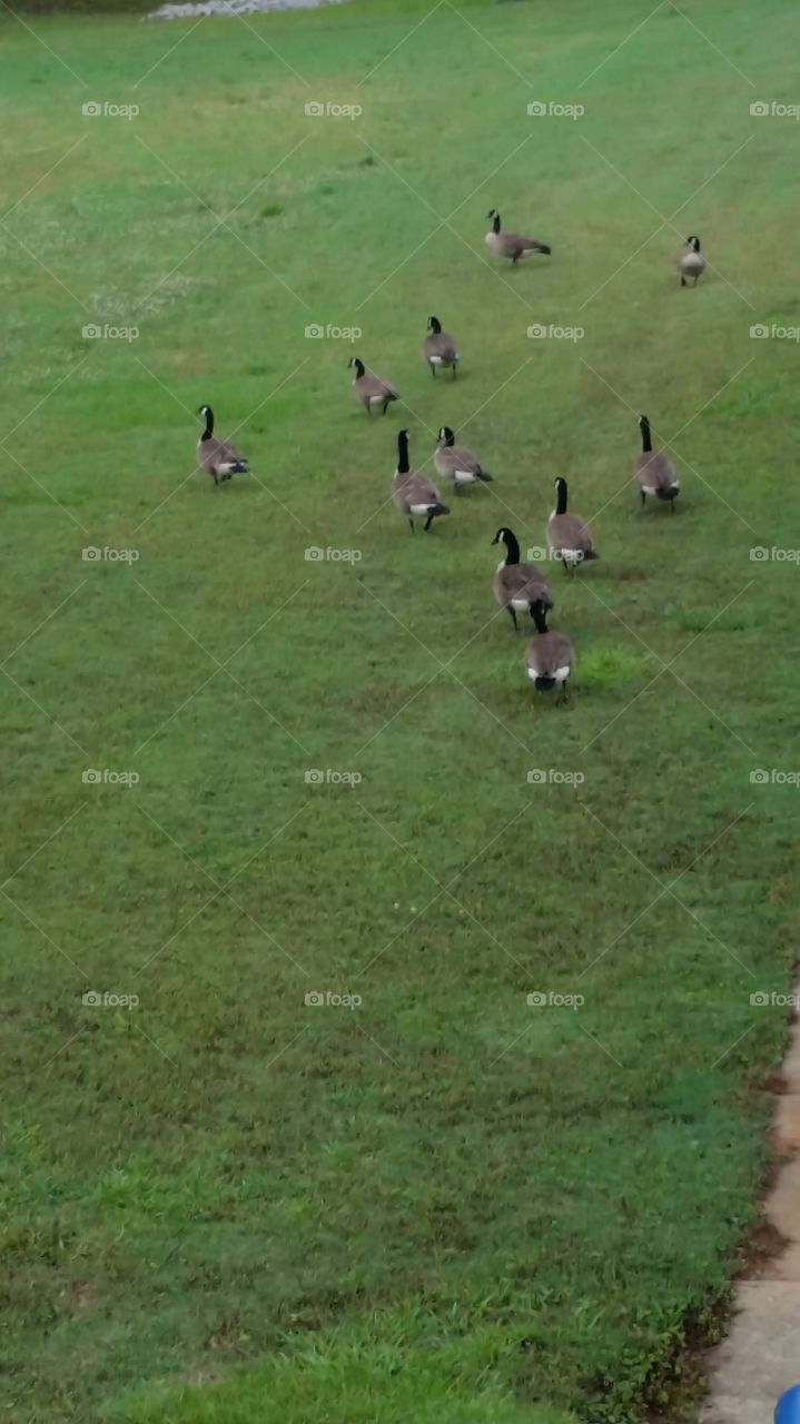 the whole flock