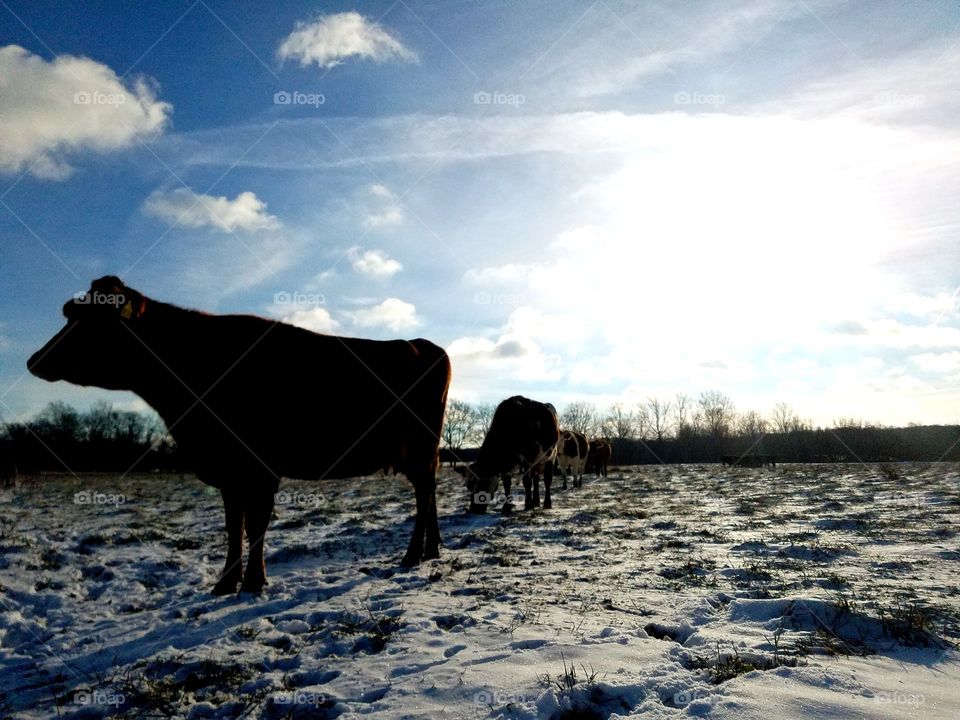 winter walk