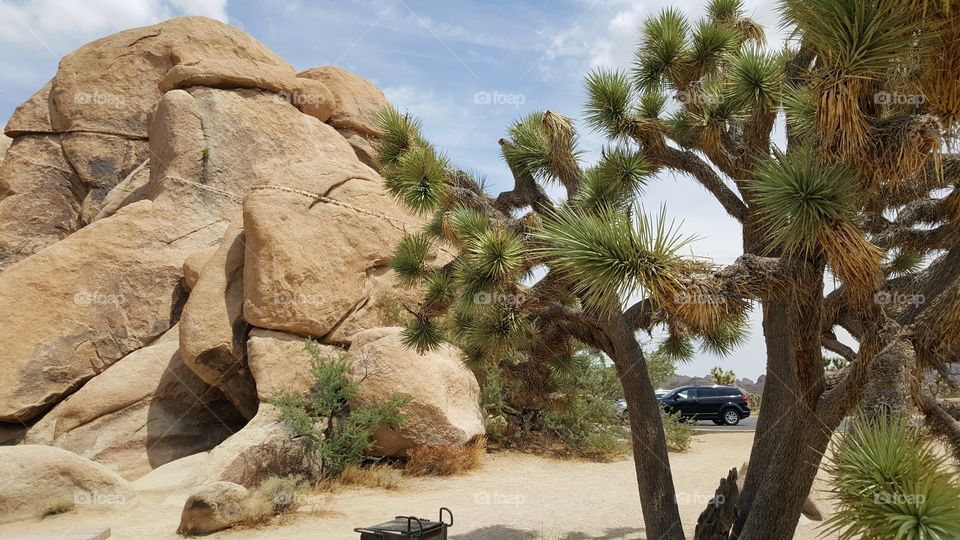 a shot of some rock and a Joshua Tree (in Joshua Tree Park)