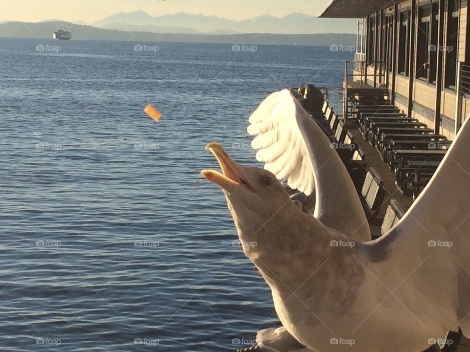 Seattle pier seagull