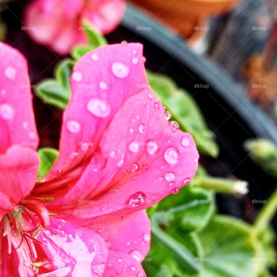 Raindrops on Flower