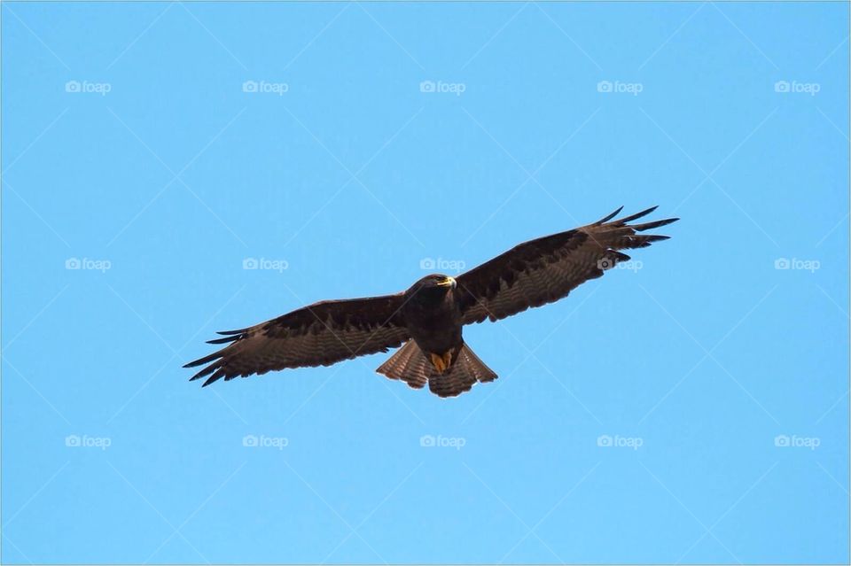 Galapagos Hawk