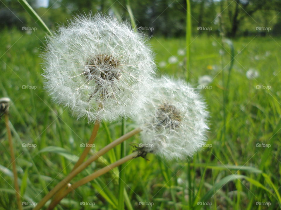 Dandelion, Grass, Nature, Summer, Hayfield