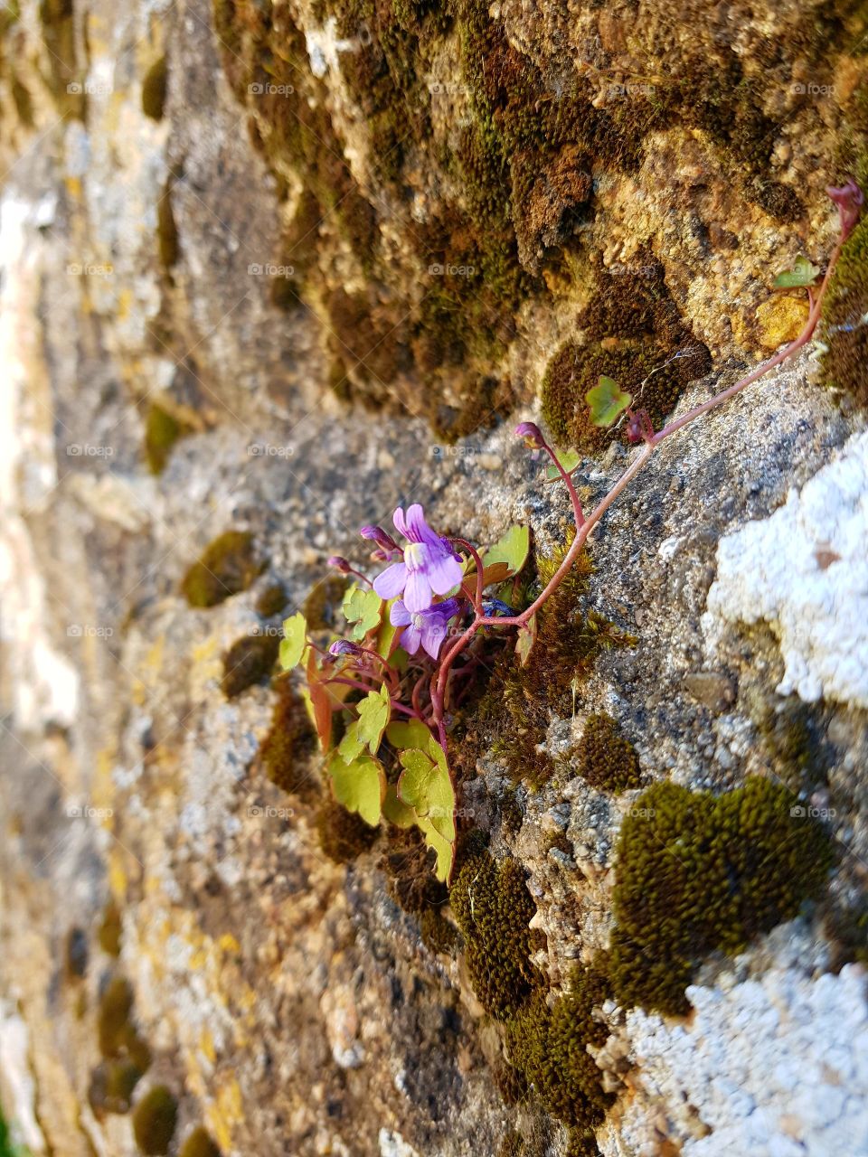 Flower on a wall
