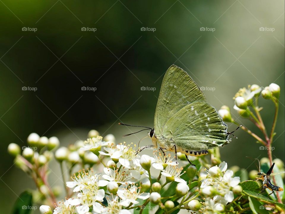 Beautiful and cute butterfly