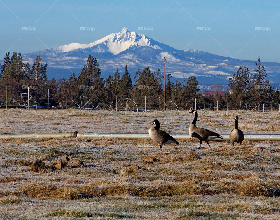 Canadian geese on grassy field