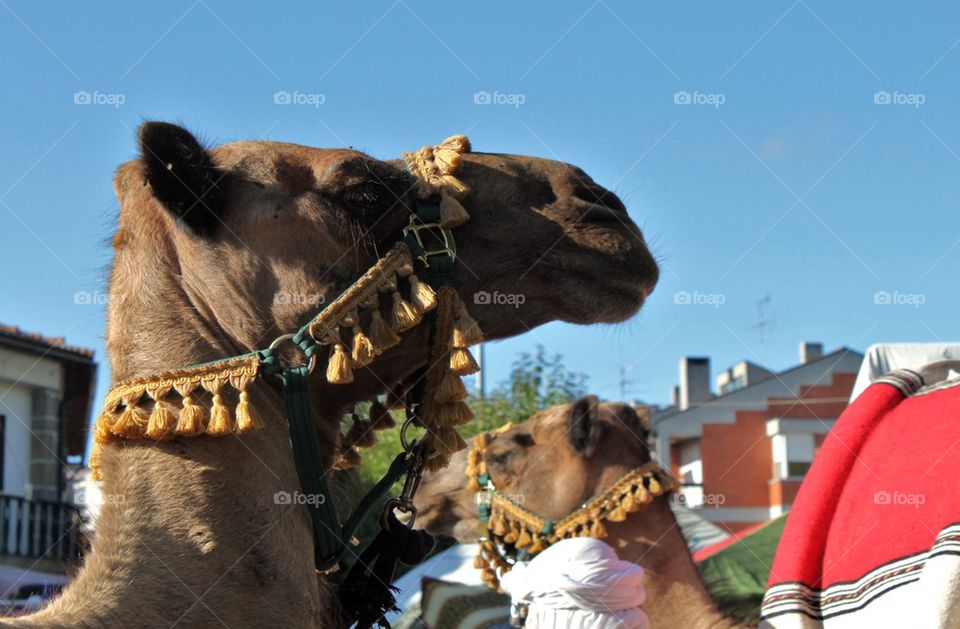 Camel 