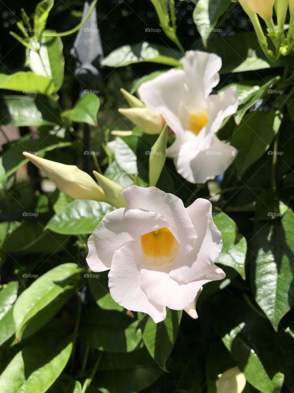 White Mandevilla flowers and buds blooming leaves foliage trellis backyard container patio plants 