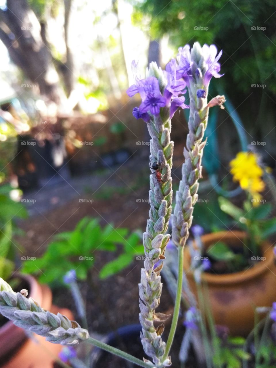 Ant on lavender flowers climbing up the stalk in the morning light