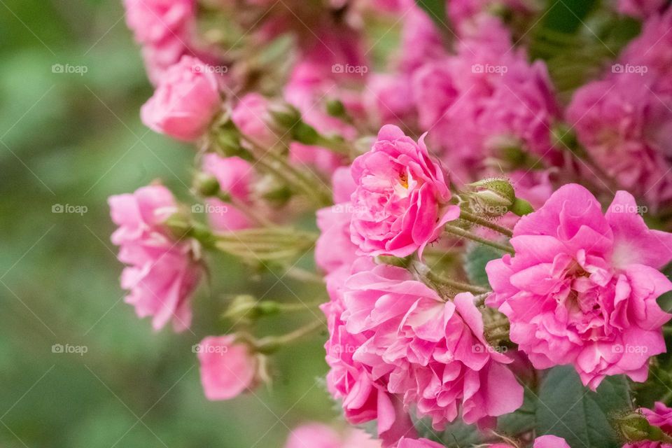 Roses in a garden 