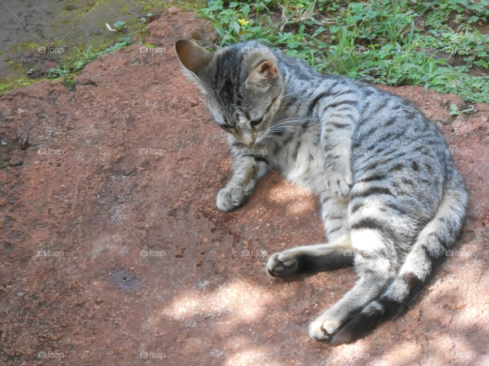 Cute Cat Lying on Side with Head Up