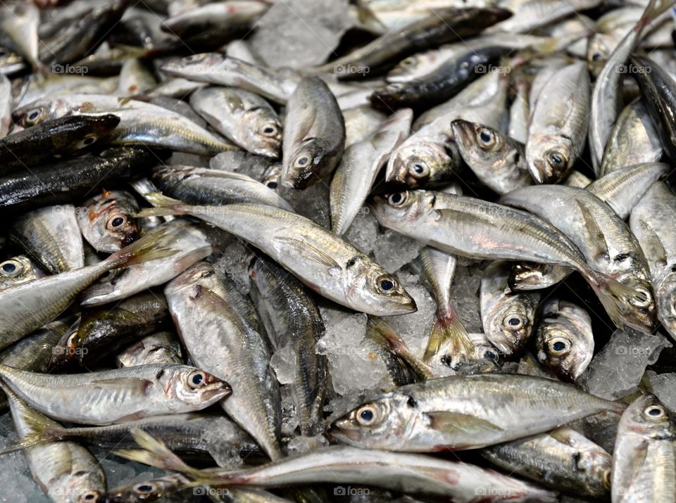 fresh sardines at the fish market in Setubal