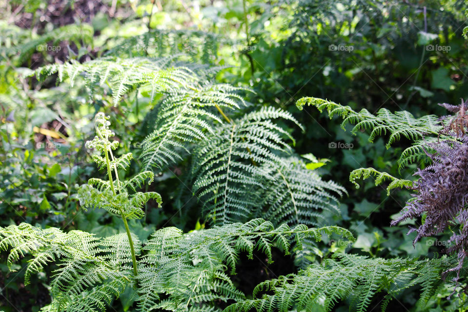 Fern leaves captured in the shade of trees
