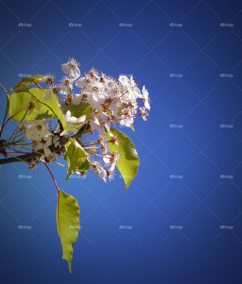 Tree blossoms 