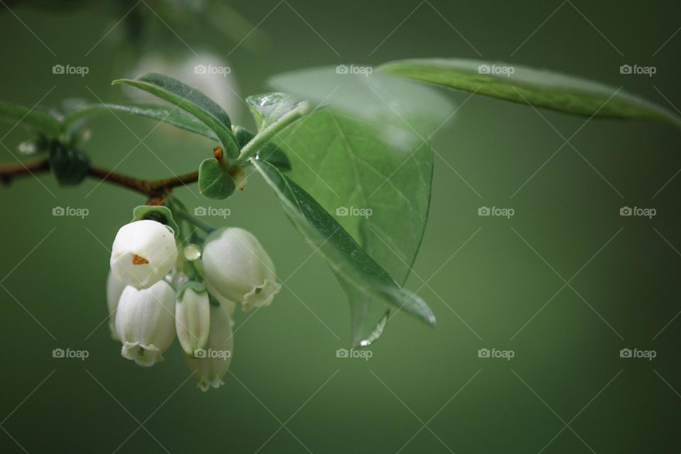 Springtime morning dew