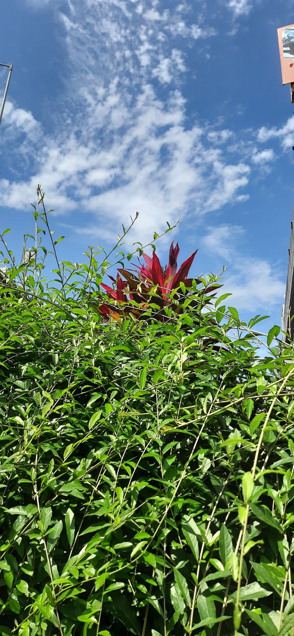 Portrait of Plant  #Foap #OriginalContent #NaturalPicture