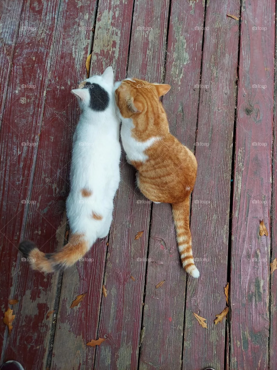 Cat LOVE !!!