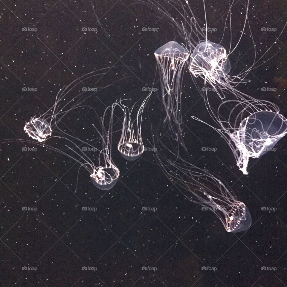 Jellyfish x-Ray. Looks like an X-ray of jellyfish. Taken at the Monterey Bay Aquarium