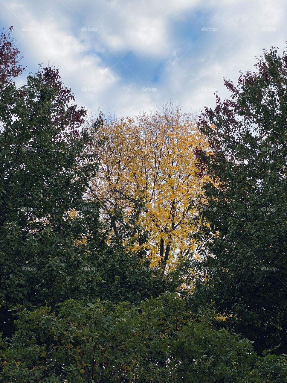 Yellow and green trees in Autumn.