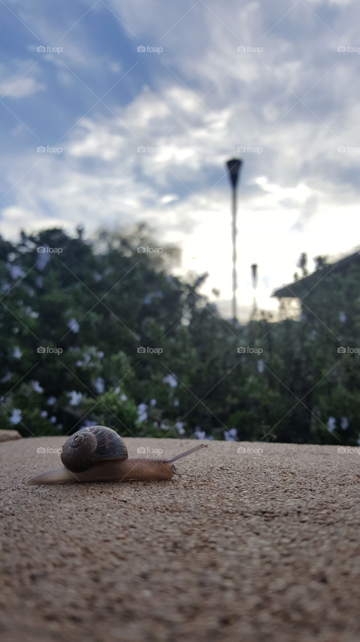 Snail on a Ledge