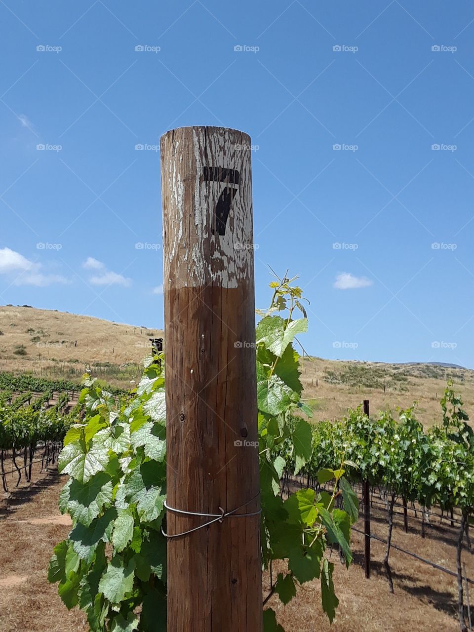 Number seven wooden pole marker in vineyard 