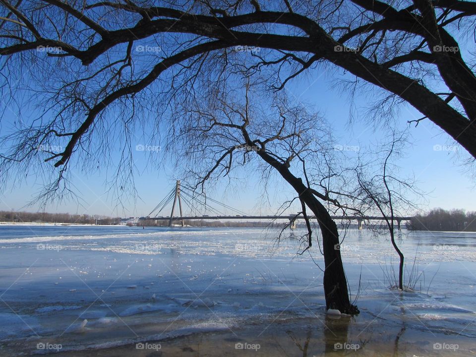 Trees over frozen river