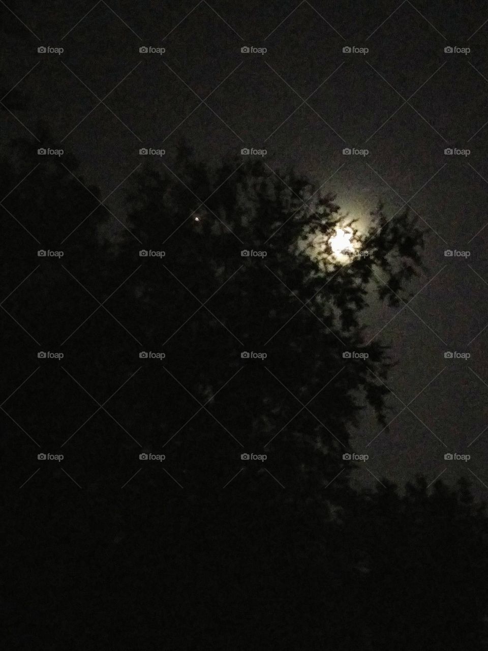 the moon and Mars through trees