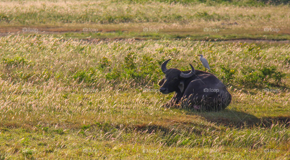 Water buffalo relaxing in the sun with a feathered friend
