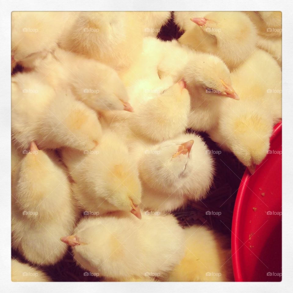 Spring Chicks 