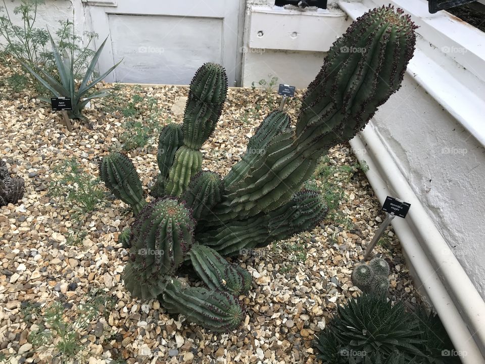 Cactus presentation two, what an impressive cactus here, l love them l would like to own hundreds of them, not great to touch them though.
