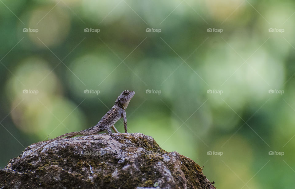 garden lizard