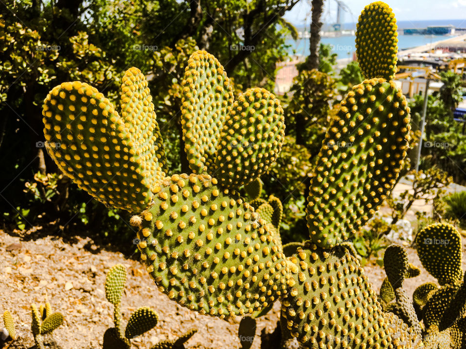 Montjuic Cactus Park