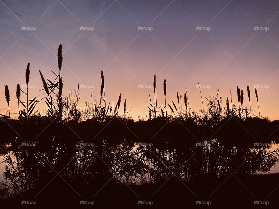 Oh Majestic Cat Tails are thinning with the Fall Weather. Their Natural Colours and Attentiveness to each day are limited with the gorgeous Beauty of this lasting Sunset.