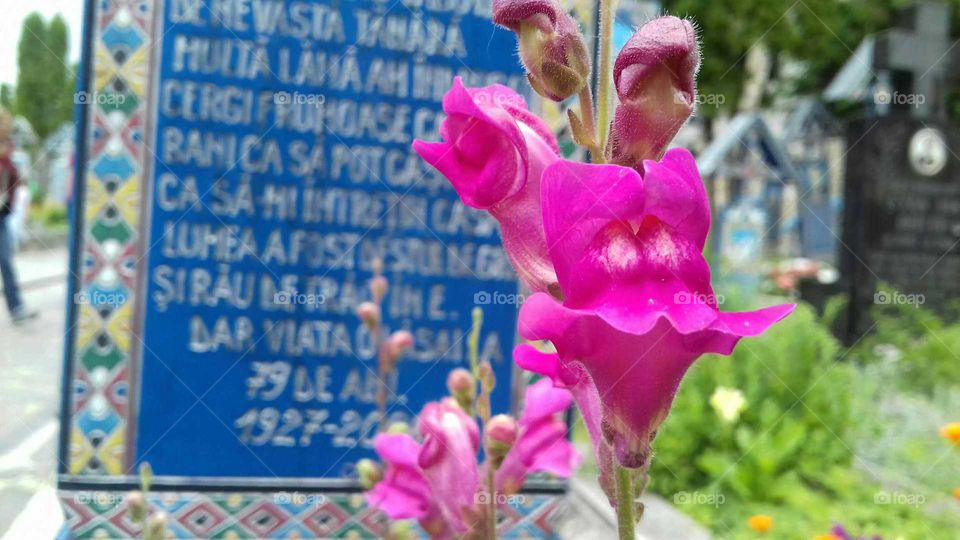 Summer Culture Trip Memories, The Merry Cemetery, Sâpânța, Mara Mureş, Romania

Instagram Username; anita.walter.796