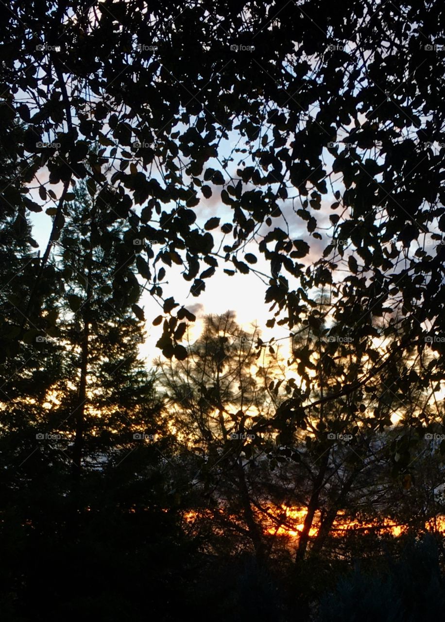 Sunset in trees