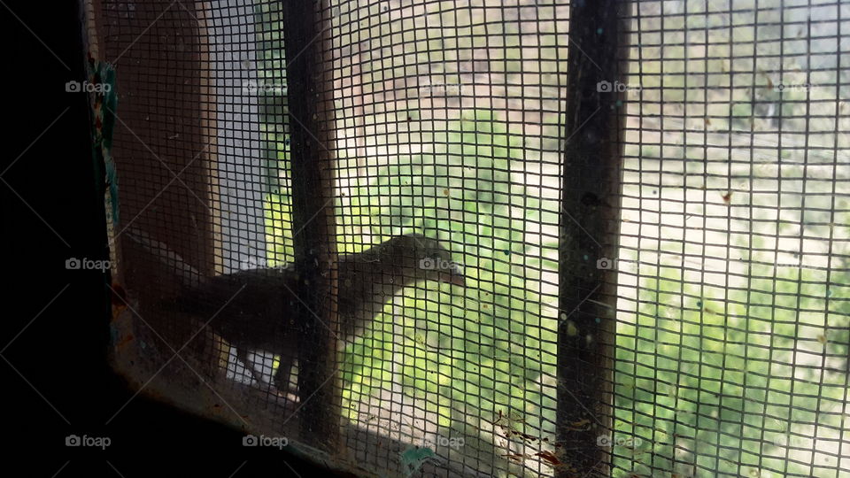 Bird outside the window